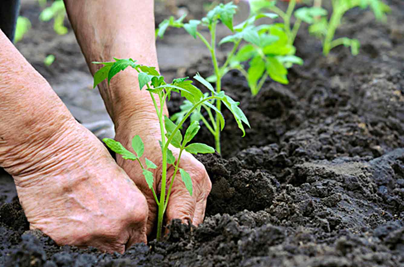 ... are some words and phrases for talking about gardening in English