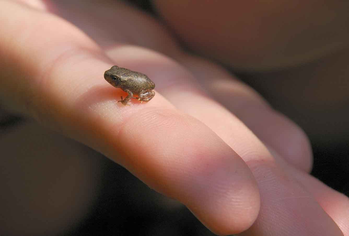 Little frog